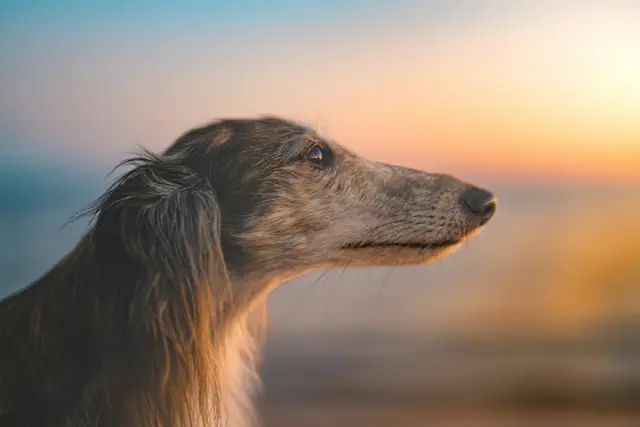 Un lévrier de profil face à la mer au coucher du soleil