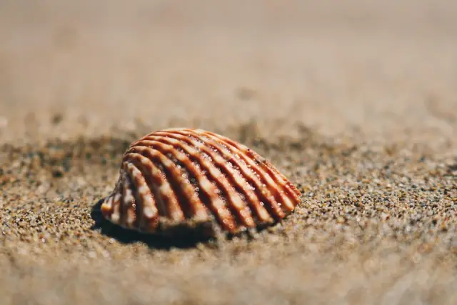 Un coquillage strié posé sur le sable